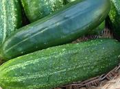 End-of-season Cucumbers