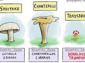 Mushrooms