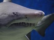 Examples Keystone Species Their Respective Ecosystem