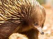 World's Only Echidna Allergic Sole Food Source