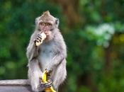 Melbourne Stops Feeding Animals Fruit