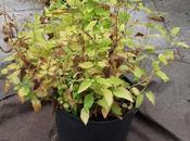 Harvesting Chinese Artichokes