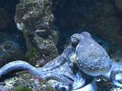 October Is... (Includes Printable Freebies)