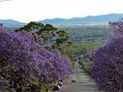 Wana Join Jacaranda Blossoms Sydney?