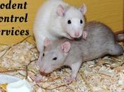 Significant Prep Steps Effectual Rodent Control Services