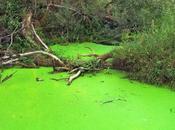 Causes, Effects Solutions Algal Bloom Aquatic Ecosystems
