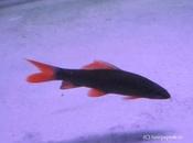 Fish, Much Costliest Carp Million