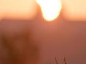 Friday Fotos: Some Varieties Light