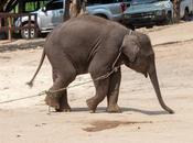 Award Winning Charity Reveals Travel Associations Could More Protect Wildlife