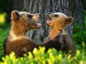 Bears Sing?