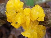 Season Crusts Jellies Part