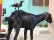 POEM: Avian Game Theory