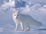 Arctic Witnesses Warmest Last Five Years Recorded