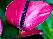 Friday Fotos: From Longwood Gardens December 2017