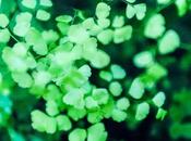 Like It's Focus [RGB]