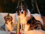 December 31st Freebies!