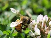 Attract Wildlife Your Garden This Spring