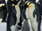 January Featuring Penguins Freebies!