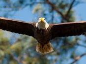 January 10th Featuring Eagles Freebies!