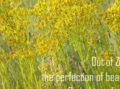 Like Dislike Podcasts?