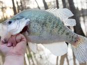 Crappie Fishing Tips Improve Your