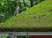 Everything Must Know About Green Roofing