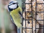 Fat-balls Feed Birds