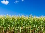 POEM: Endrow, Survive Cornfield