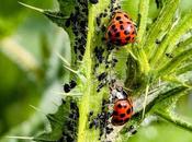 Interesting Organic Pest Control Tips Your Yard