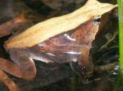 Featured Animal: Darwin's Frog