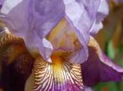 Plant Week: Iris ‘Lent Williamson’