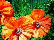 Poppies Have Bloomed...