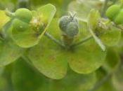 Plant Week: Euphorbia Amygdaloides Var. Robbiae