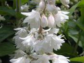 Plant Week: Deutzia Scabra ‘Flora Plena’