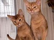 Featured Animal: Abyssinian