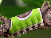 Stinging Caterpillars United States