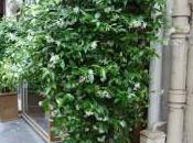 Plant Week: Trachelospermum Jasminoides