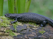 Great Crested Newts: Construction Development