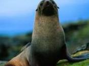 Featured Animal: Seal