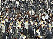 King Penguin Crèche Biggest Care Facility Planet