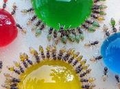 Ghost Ants Change Color According Food They