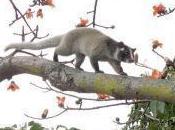 Featured Animal: Masked Palm Civet