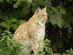 European Wild Cats