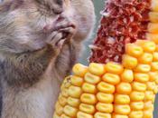 Animals Sooo Cute Snacking Chipmunk