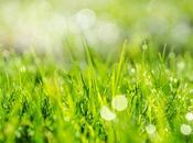 Safely Pesticides Your Lawn