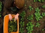 Switching Organic Lawn What Need Know