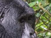 Everything Need Know Mountain Gorilla Trekking Uganda