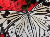 March 14th Featuring Butterfly Freebies!