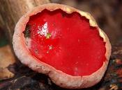 Scarlet Elfcups