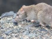 POEM: Mentally Rodential